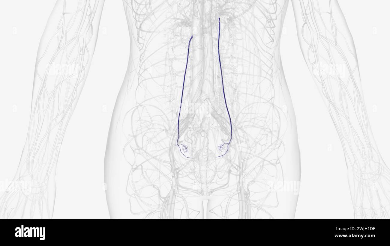 Each ovarian vein drains the deoxygenated venous blood from the region of the corresponding ovary in the pelvis up into the abdominal area Stock Photo