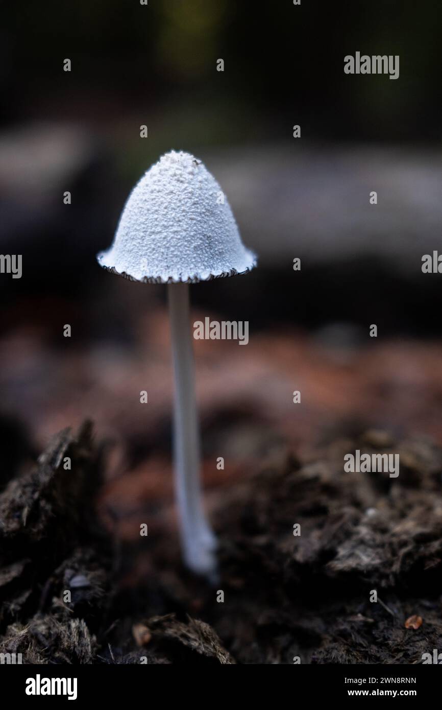 Tall mushroom with textured cap growing on forest floor Stock Photo