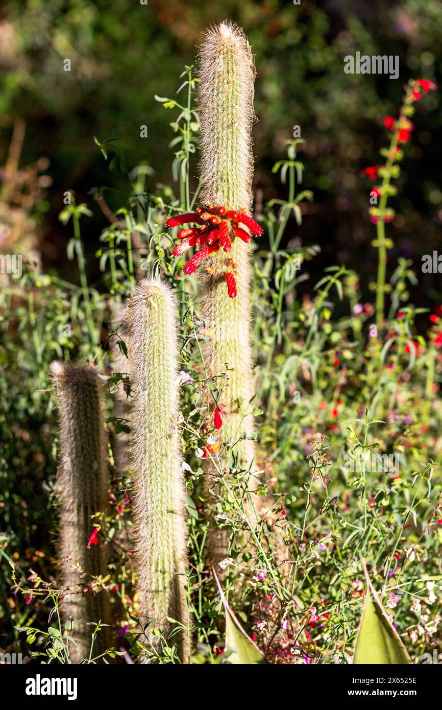 Silver Torch Cactus with Red Tubular Flowers. Wolly torch cactus blooming with dense, white spines. Cleistocactus strausii in bloom Stock Photo