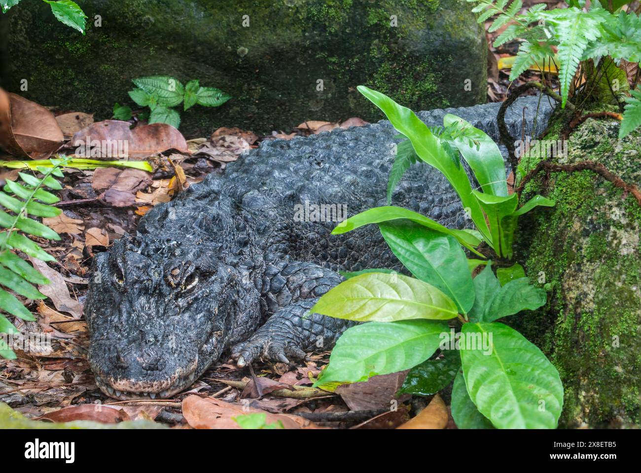 The closeup image of Chinese alligator (Alligator sinensis). A critically endangered crocodile endemic to China.  Dark gray or black in color Stock Photo