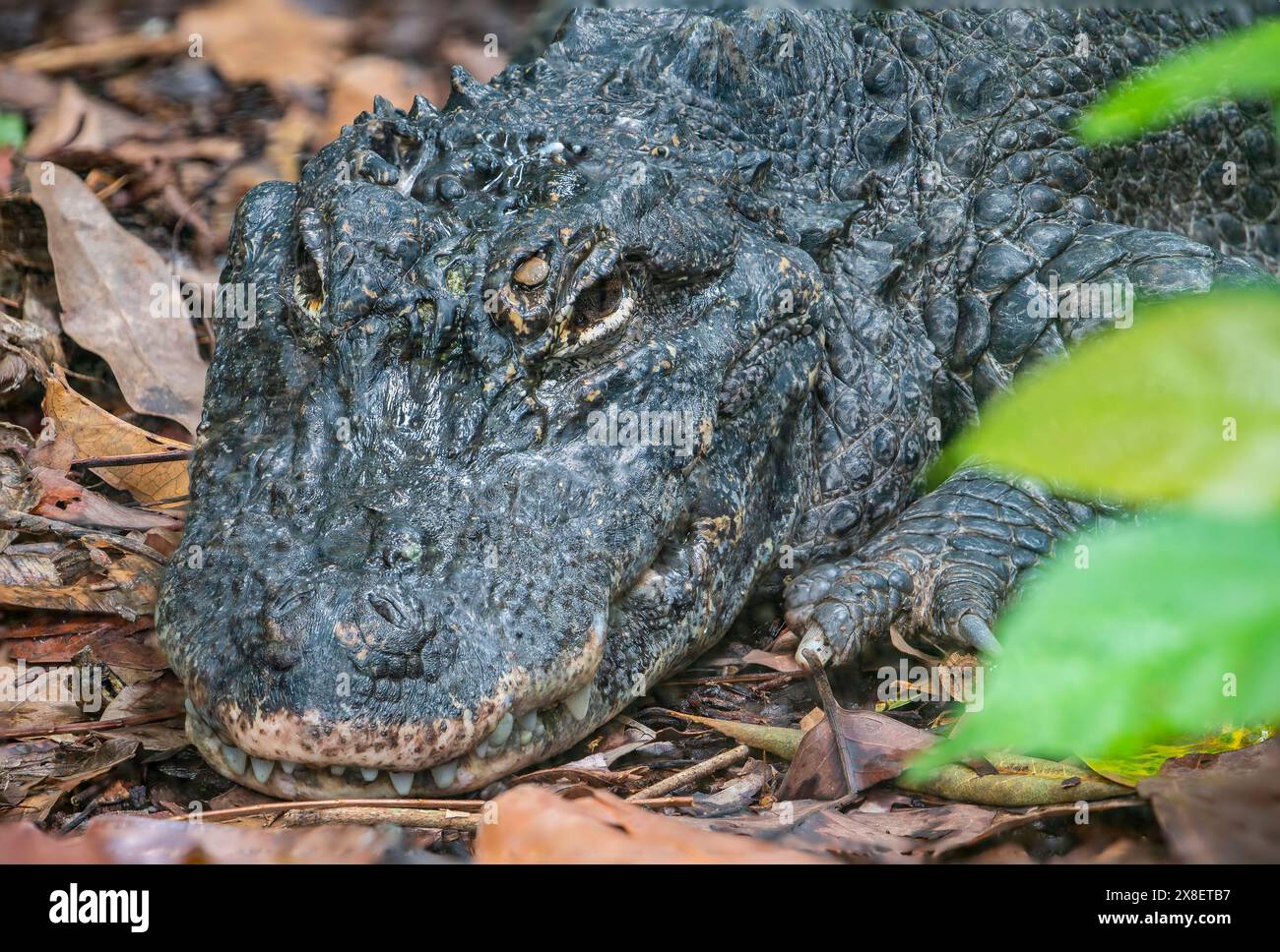 The closeup image of Chinese alligator (Alligator sinensis). A critically endangered crocodile endemic to China.  Dark gray or black in color Stock Photo