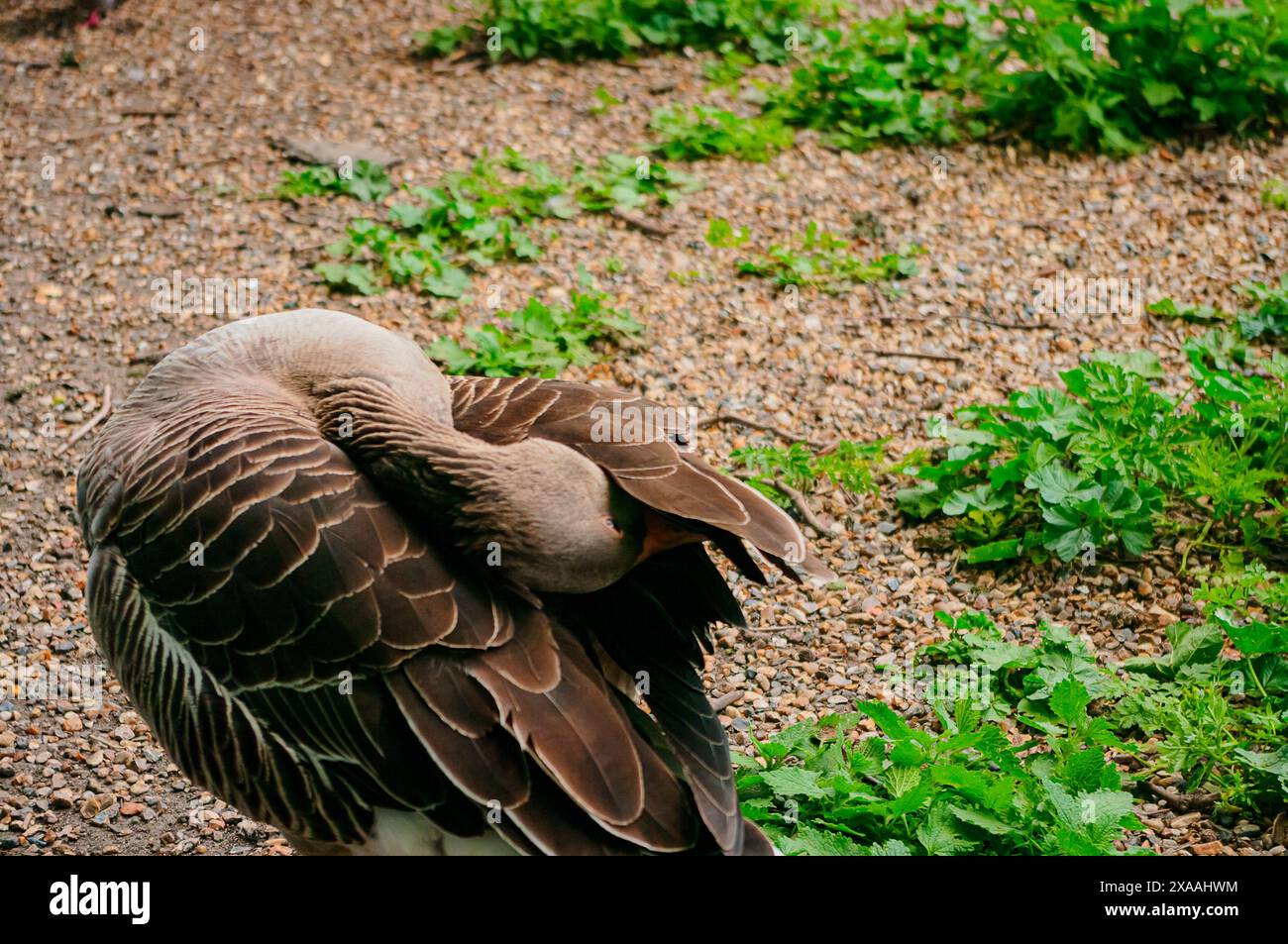 Goose cleaning itself in St. James's Park London. Stock Photo