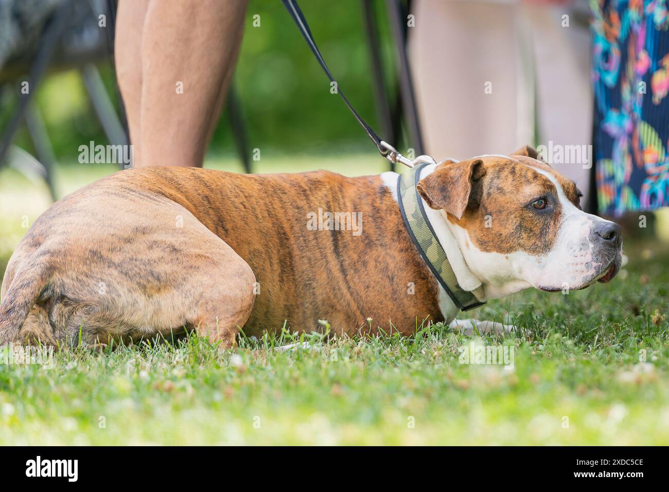 Large chunky friendly reddish tan and white Pit Bull terrier bulldog outside on leash. A brindle Pit Bull Terrier lying down in the grass. Stock Photo