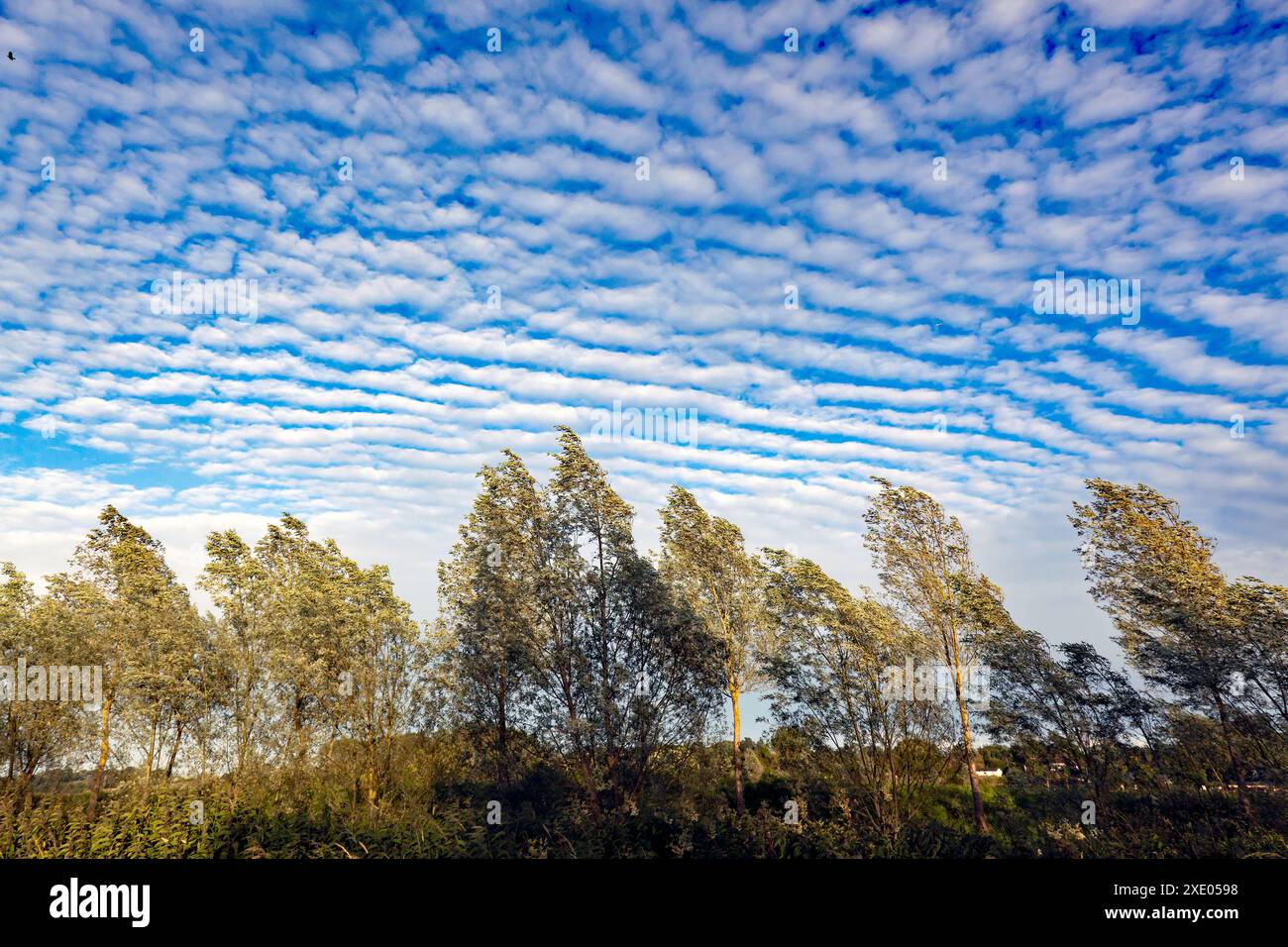 An evening Mackerel Sky, above the Valley of the River Rother, Bodium, East Sussex Stock Photo