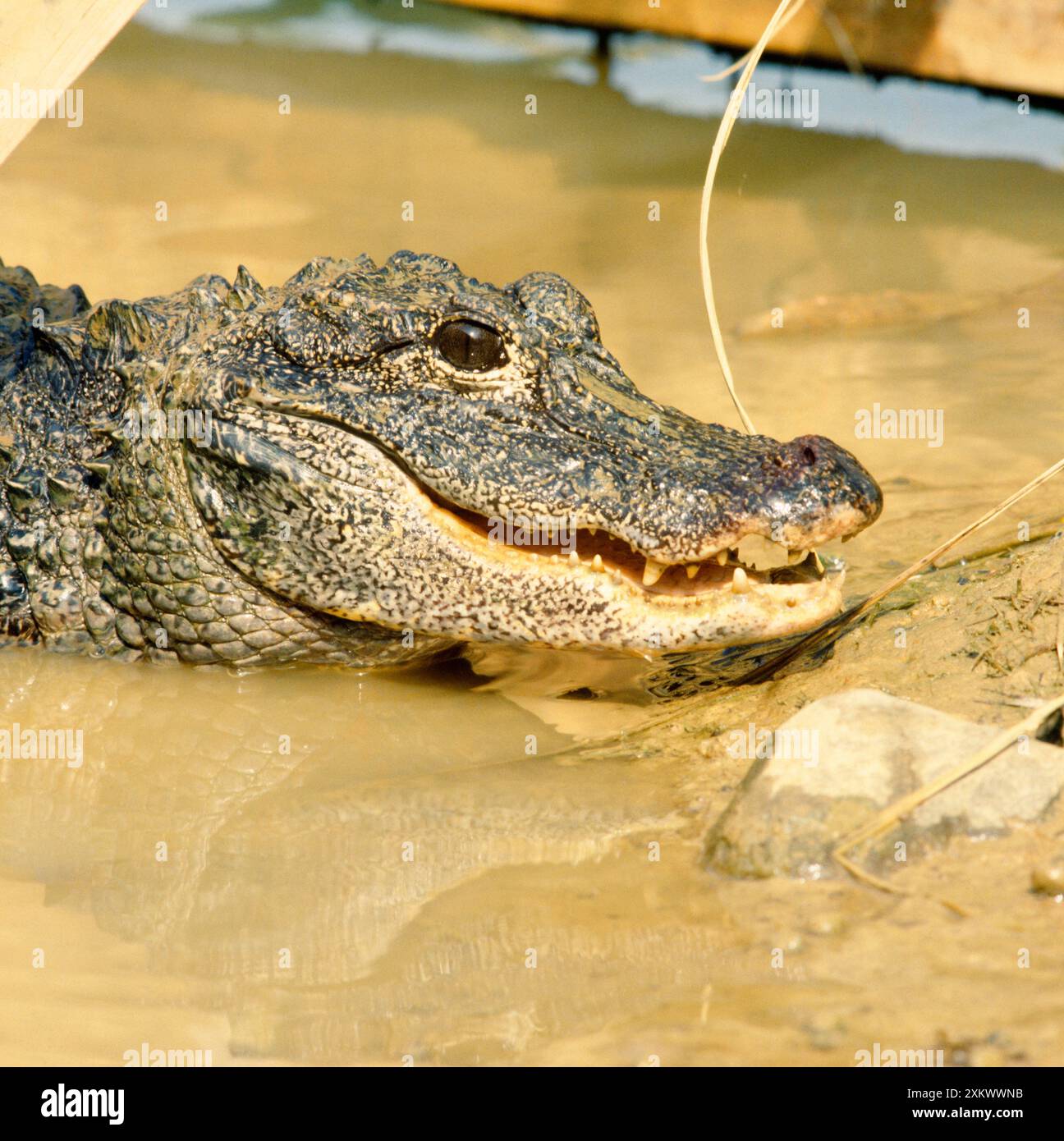 Chinese Alligator - emerging from water Stock Photo