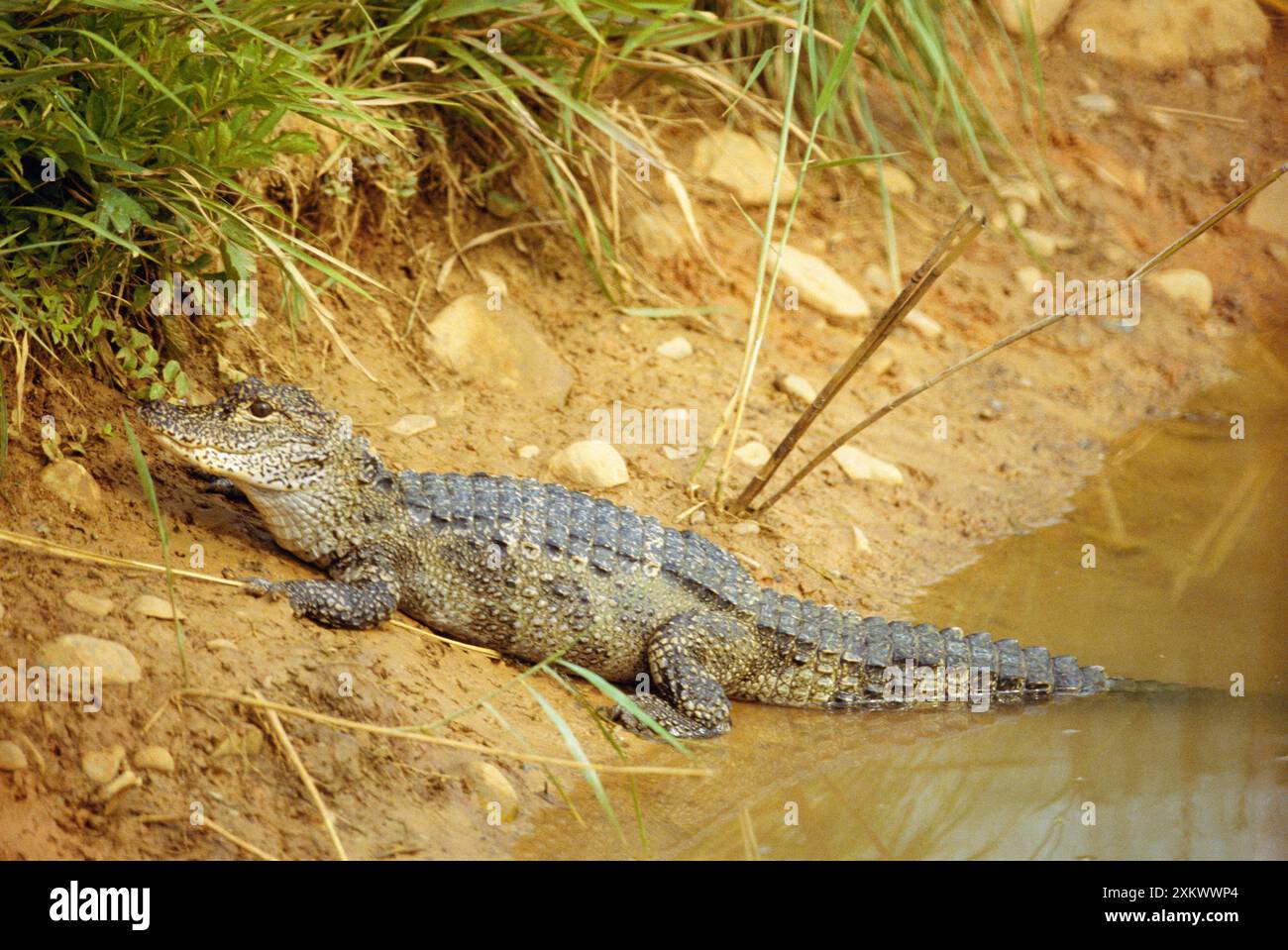 CHINESE ALLIGATOR Stock Photo