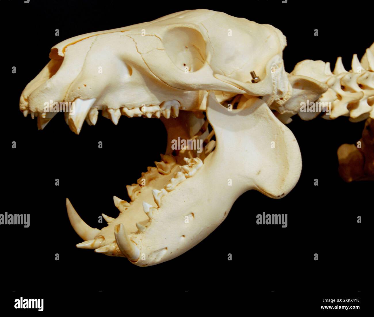 Pigmy Hippo skull Stock Photo