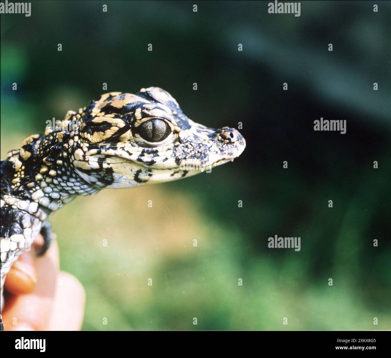 CHINESE ALLIGATOR - hatchling head, close up Stock Photo