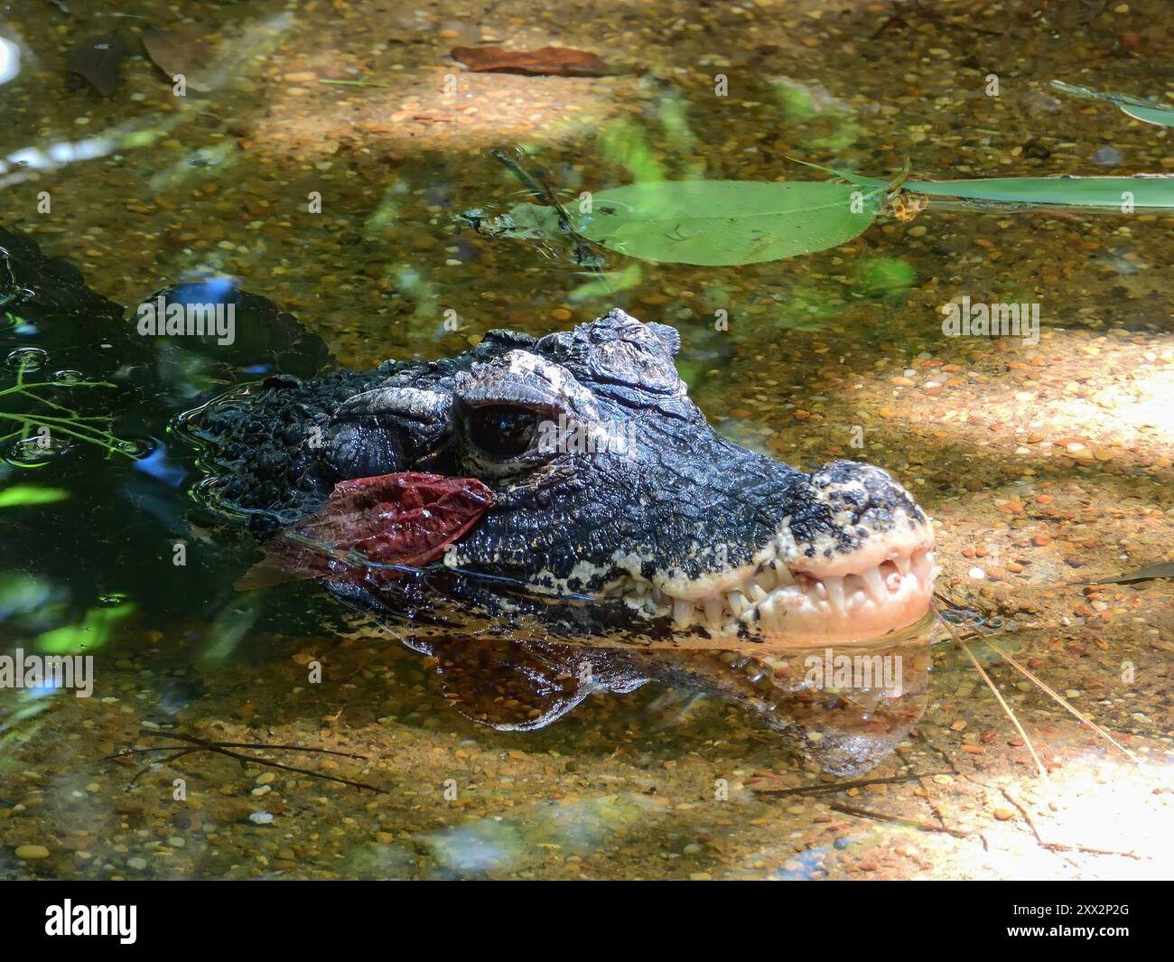 Chinese Alligator Stock Photo