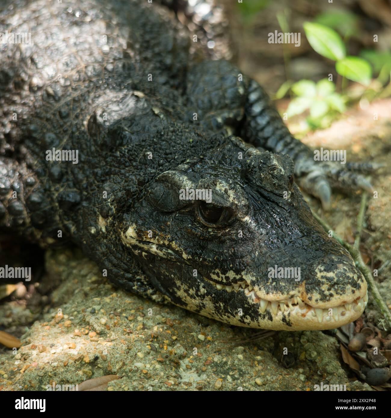 Chinese Alligator, Alligator sinensis Stock Photo