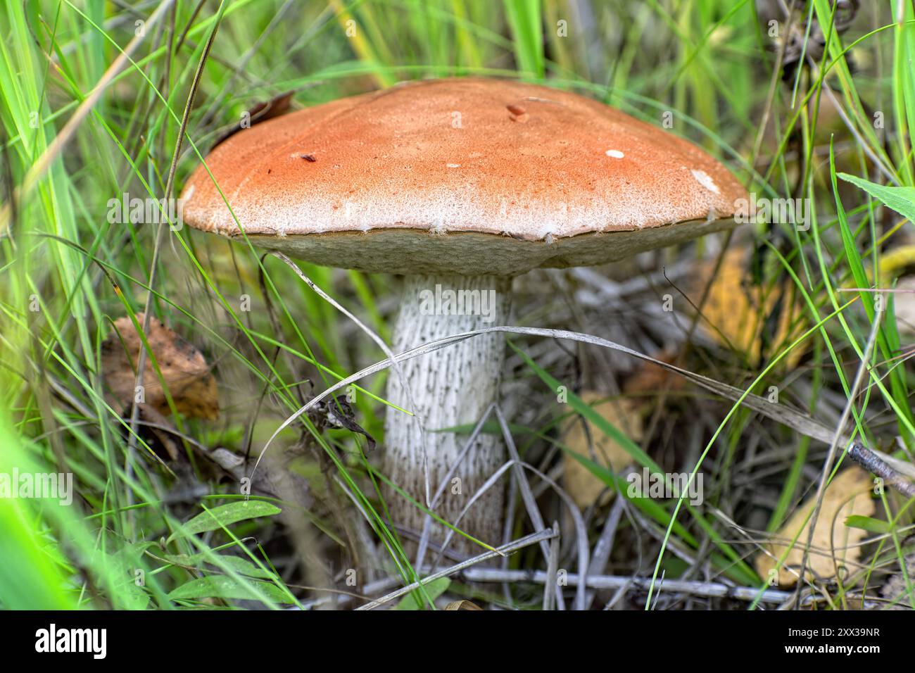 Mushroom Leccinum, known as orange boletus, in the tall grass in its natural environment. Stock Photo