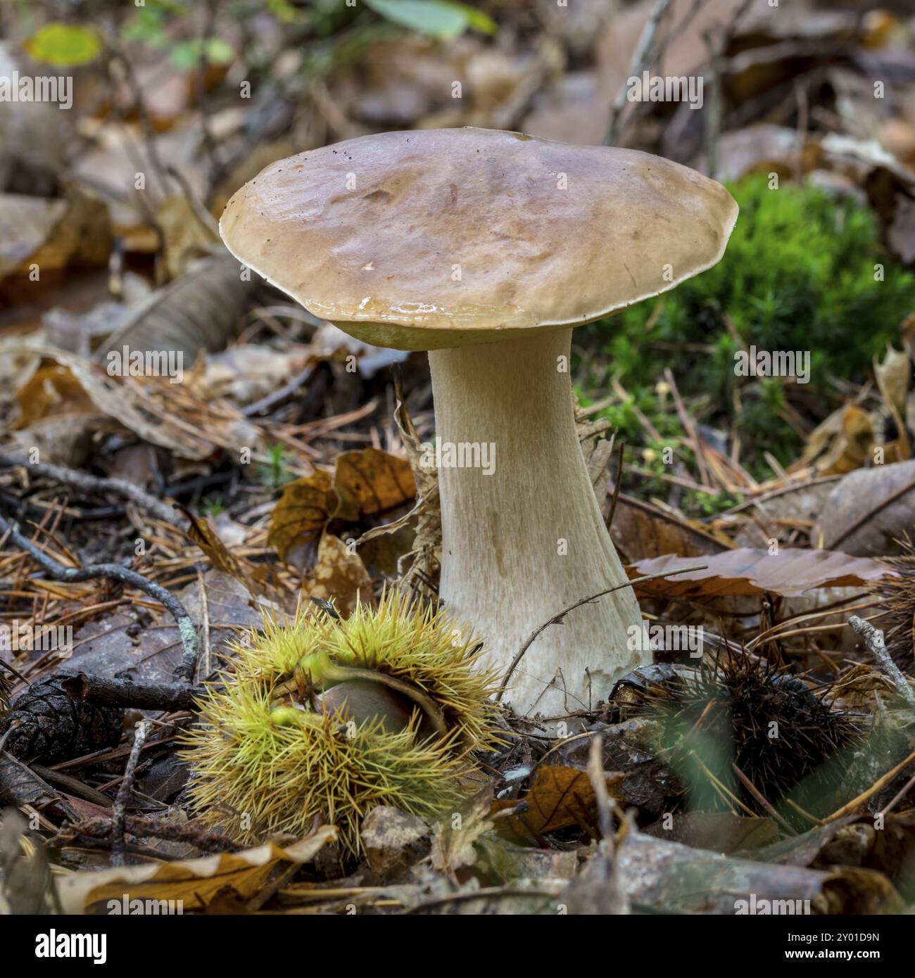 A tall porcini mushroom with a straight stem stands on a leaf-covered forest floor with a chestnut tree Stock Photo