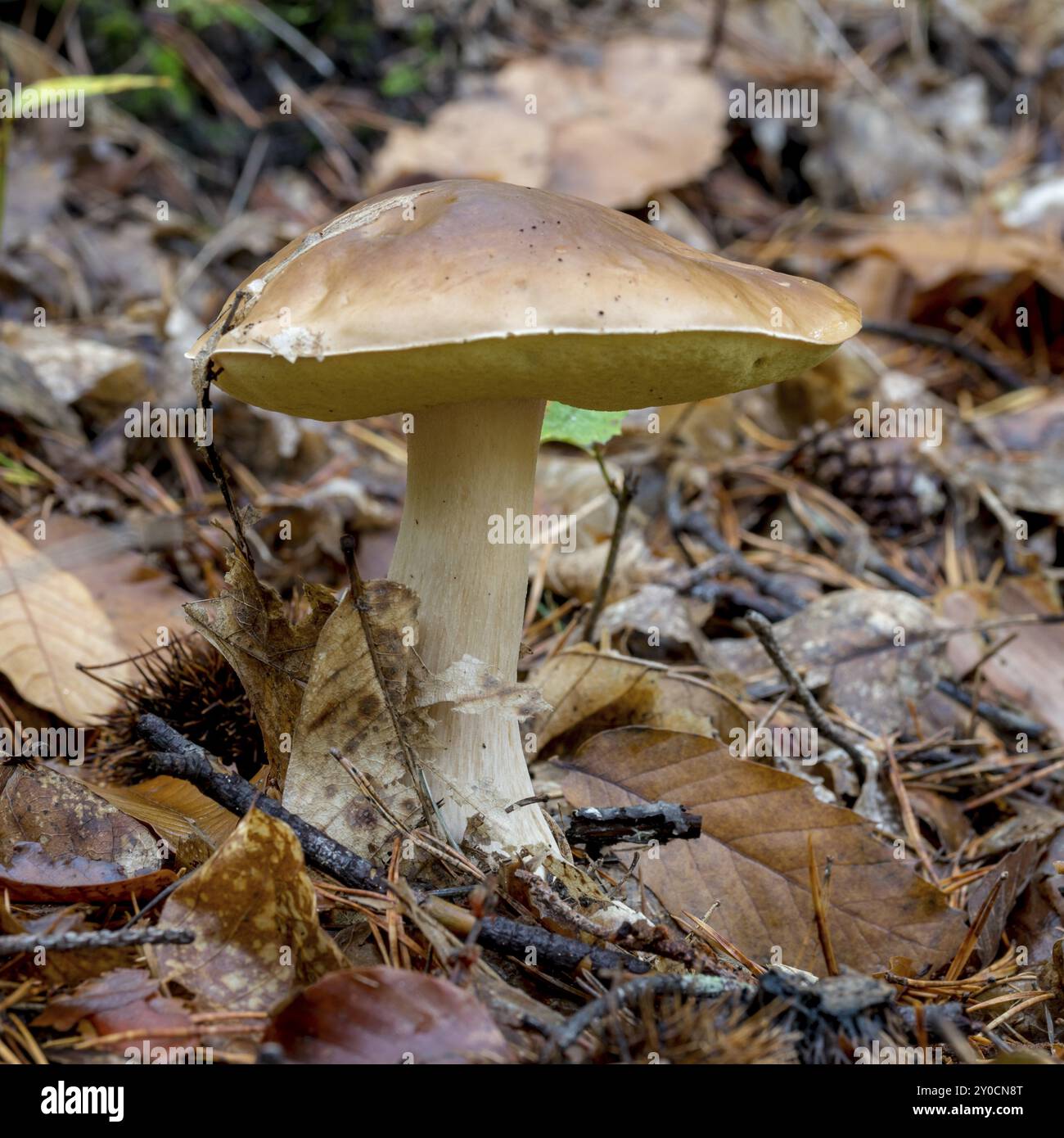 A tall porcini mushroom with a straight stem stands on a forest floor covered in leaves Stock Photo