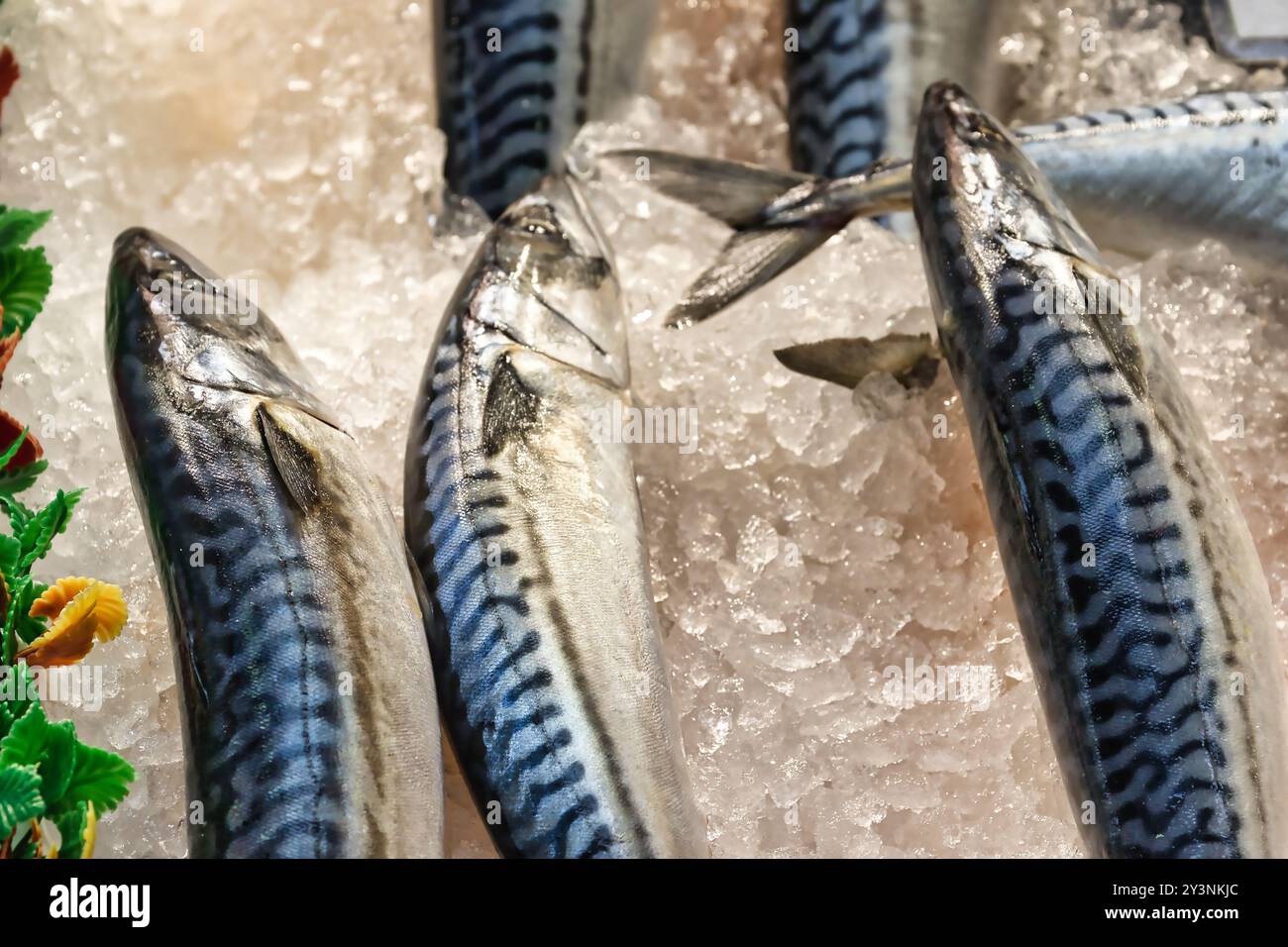 Fresh mackerel fish displayed on ice at a seafood market, showcasing their shiny scales and distinctive striped patterns. Stock Photo