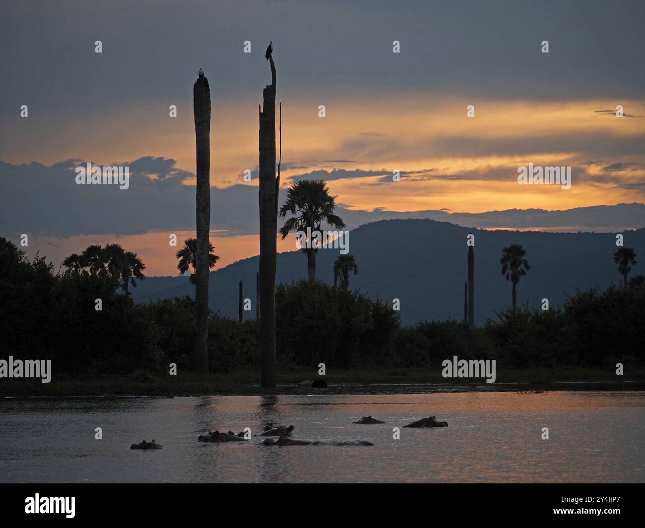 atmospheric golden sunset light at Lake Manze, Nyerere NP Tanzania - doum palms, pod of hippos & 2 African Fish Eagles perched atop dead tree trunks Stock Photo