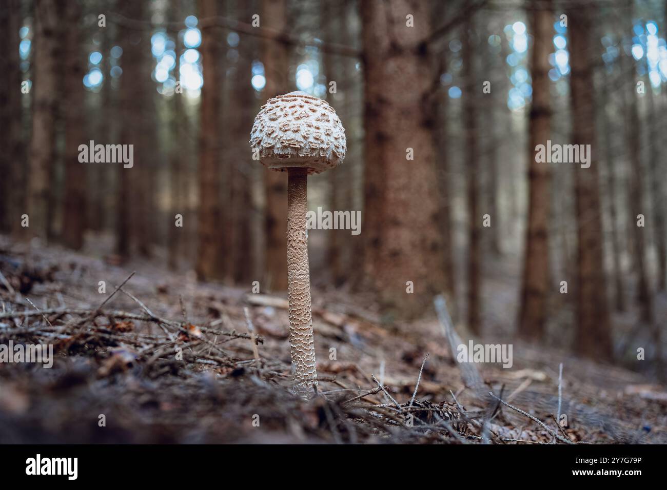 A beautiful, healthy mushroom is growing next to a tree in a forest. The scene captures the essence of autumn with the mushroom standing tall among fa Stock Photo