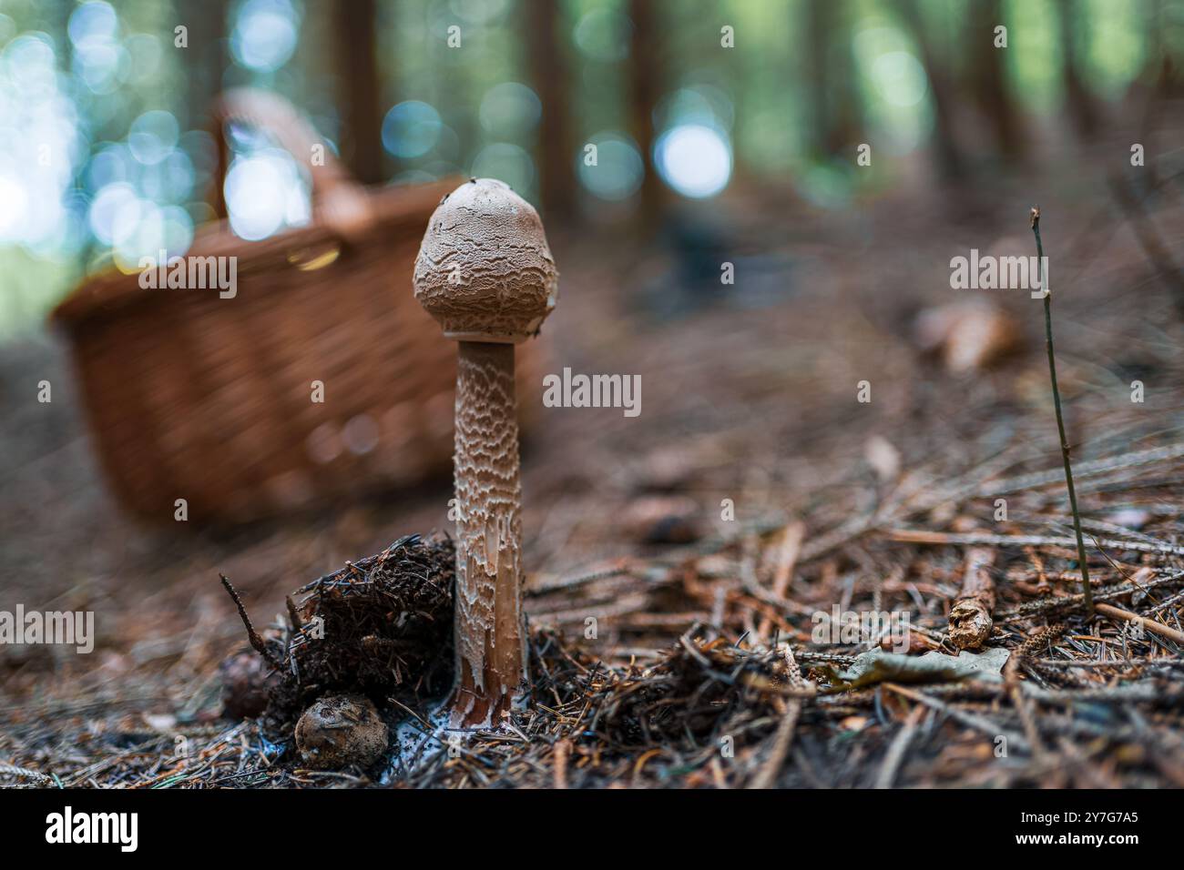 A beautiful, healthy mushroom is growing next to a tree in a forest. The scene captures the essence of autumn with the mushroom standing tall among fa Stock Photo