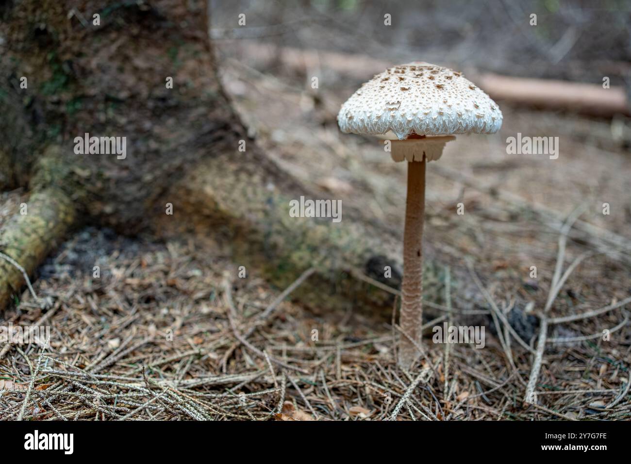 A beautiful, healthy mushroom is growing next to a tree in a forest. The scene captures the essence of autumn with the mushroom standing tall among fa Stock Photo