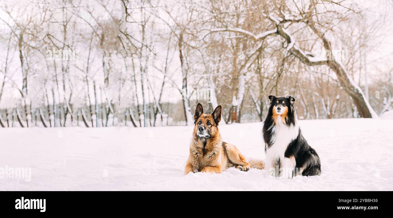 Concept Of Friendship. Funny Young Shetland Sheepdog, Sheltie, Collie And German Shepherd Dog Resting In Snowy Winter Forest After Leisure Game Stock Photo