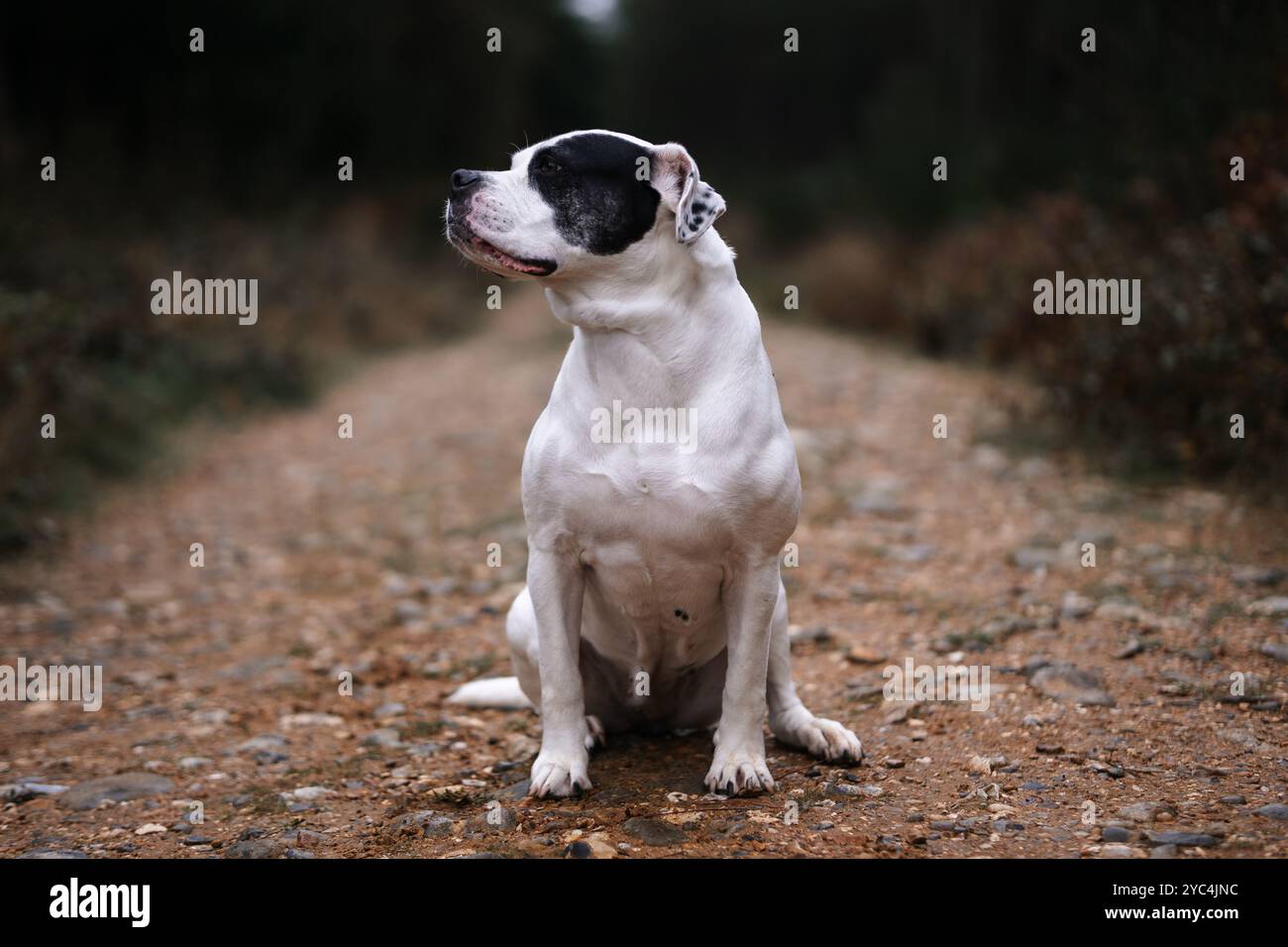 Staffordshire Terrier, white dog with a black eye patch marking Stock Photo