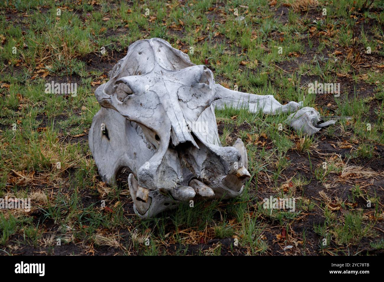 A hippo (Hippopotamus amphibius) skull in the grass Stock Photo