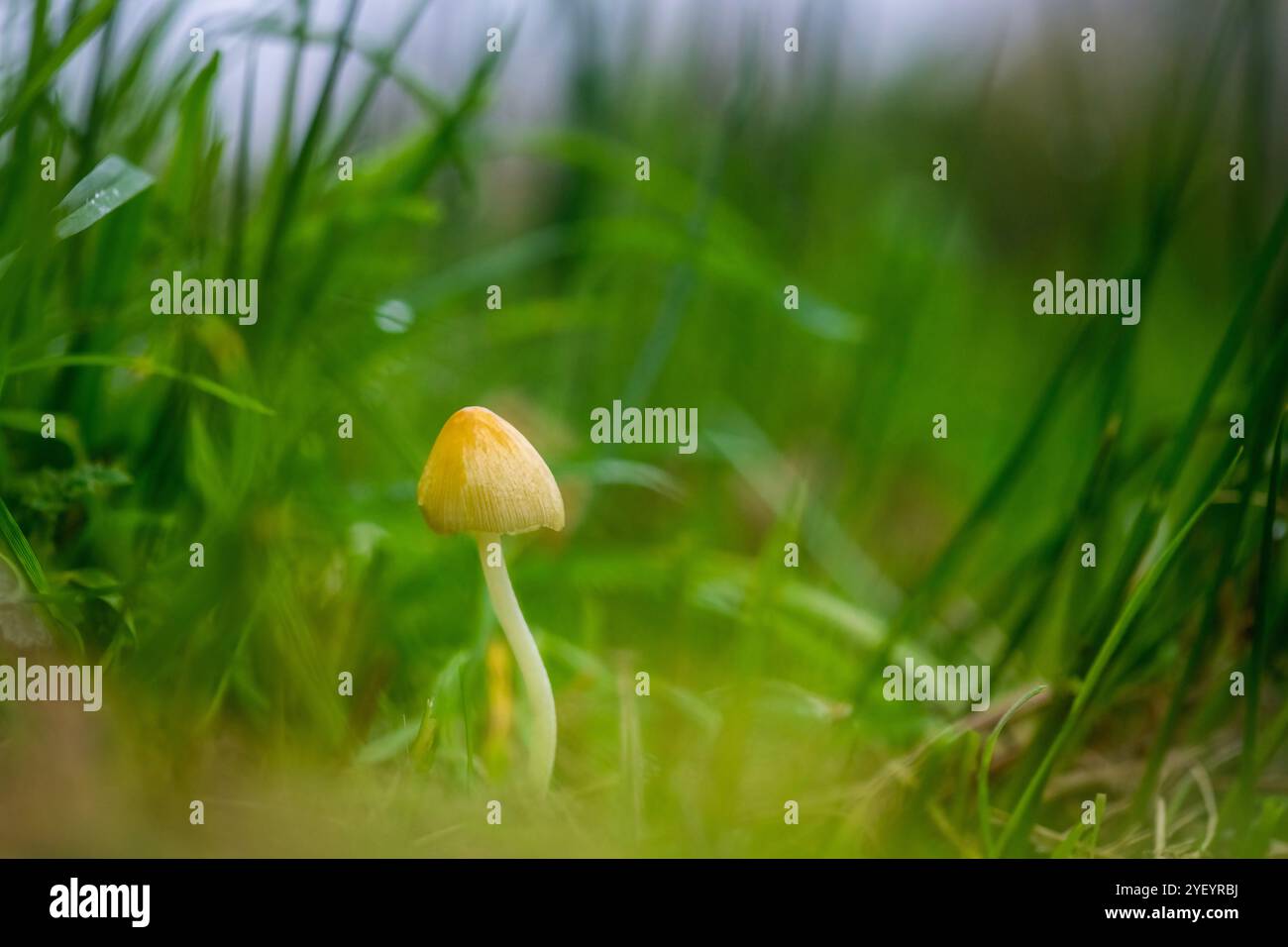 A delicate, yellow Common field-cap mushroom stands alone amidst tall, lush green grass. The soft focus of the background accentuates the mushroom’s s Stock Photo