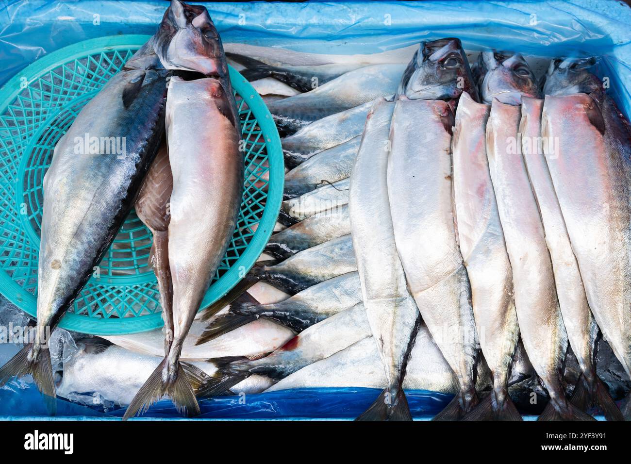 close up view of mackerel fish in a ice bucket Stock Photo