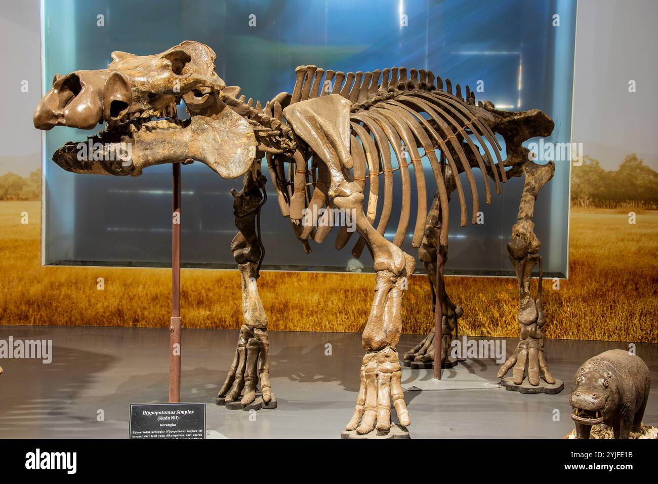 Bandung Indonesia 2nd Nov 2024: the fossil of  Hippopotamus simplex in Museum Geologi.  an extinct species of hippopotamus Stock Photo