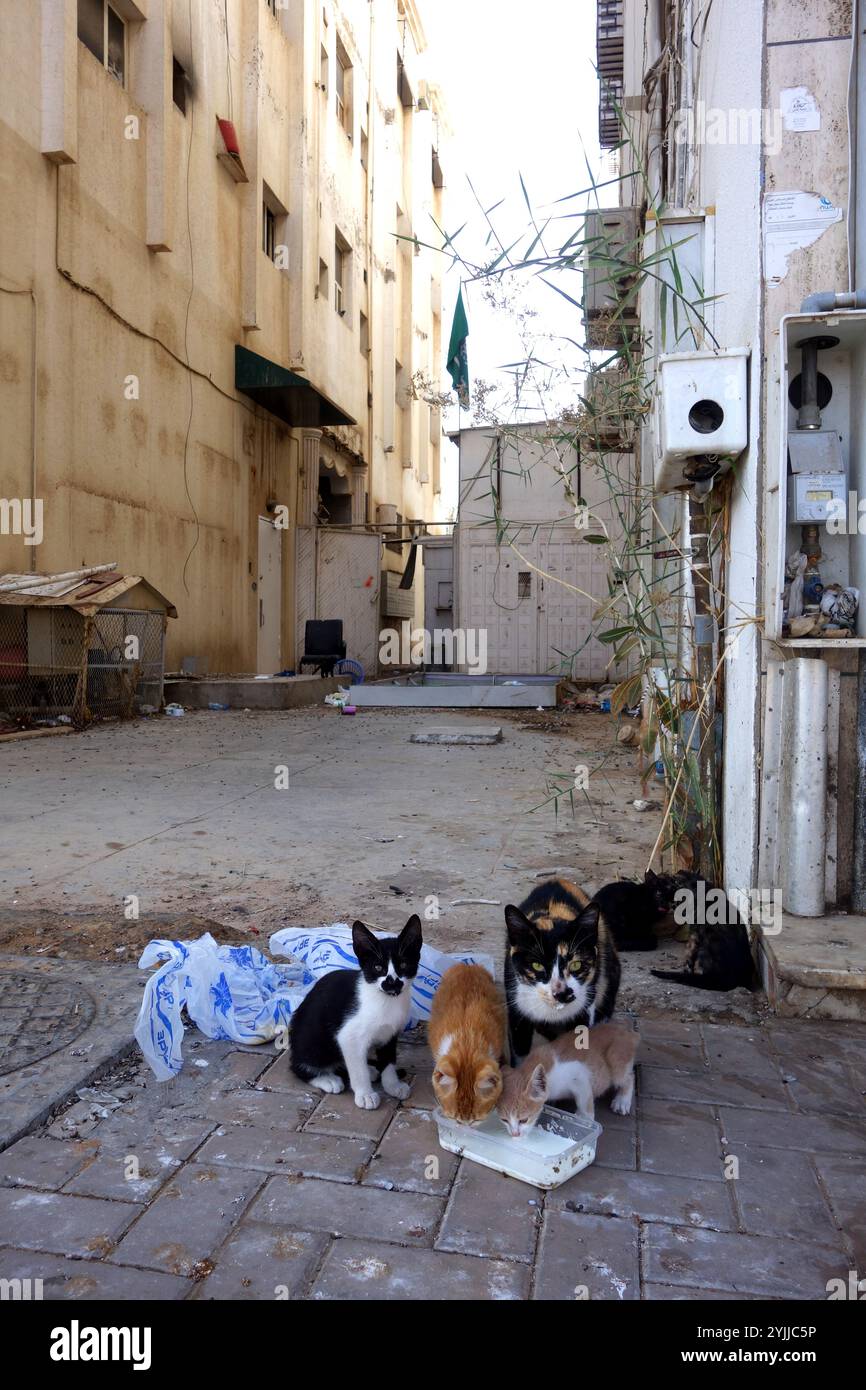 Stray mother cat and kittens grateful for milk, back alley, Tabuk, Saudi Arabia. No PR Stock Photo