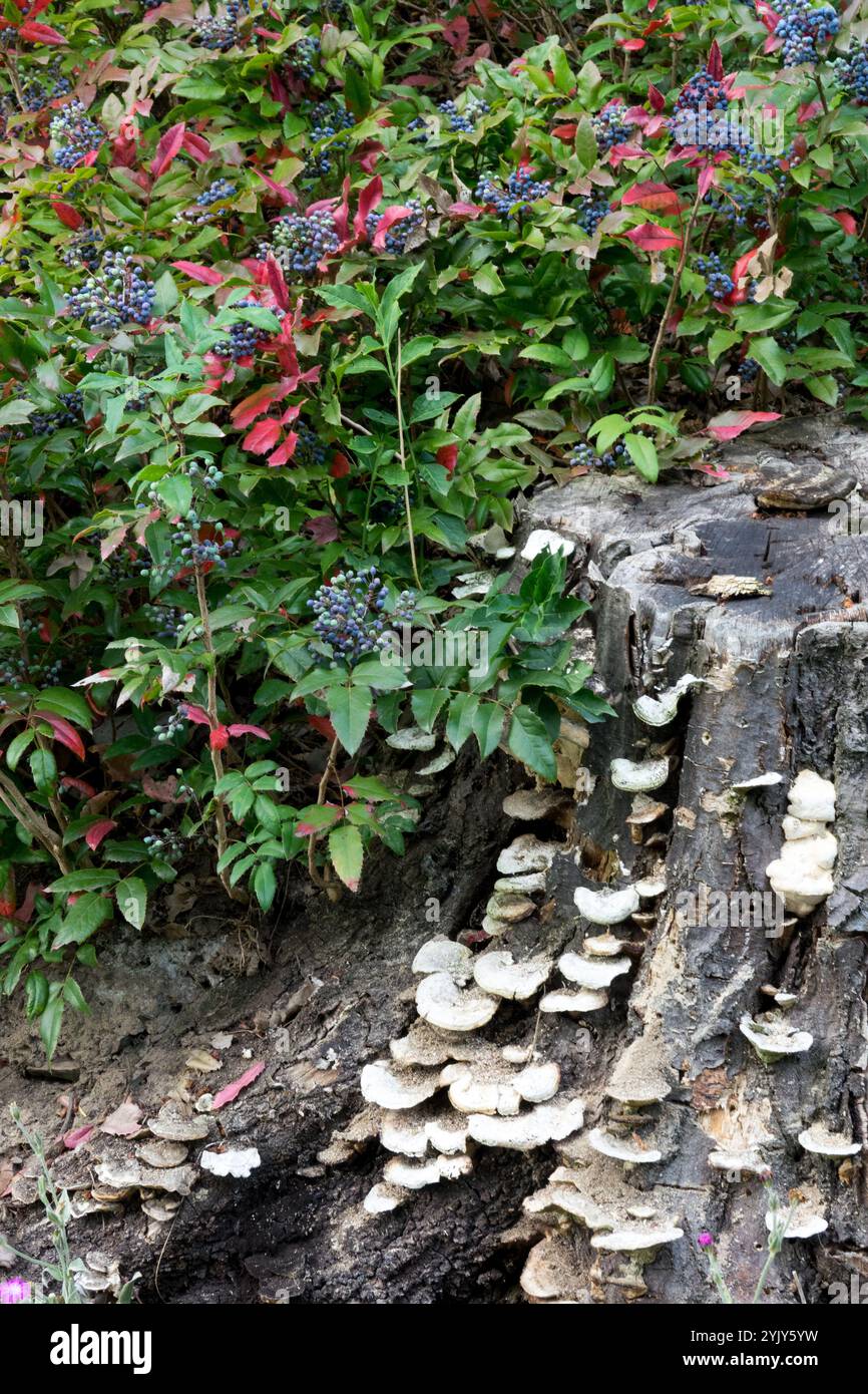 Bracket Fungus Shelf growing on Old Stump background Mahonia aquifolium Stock Photo