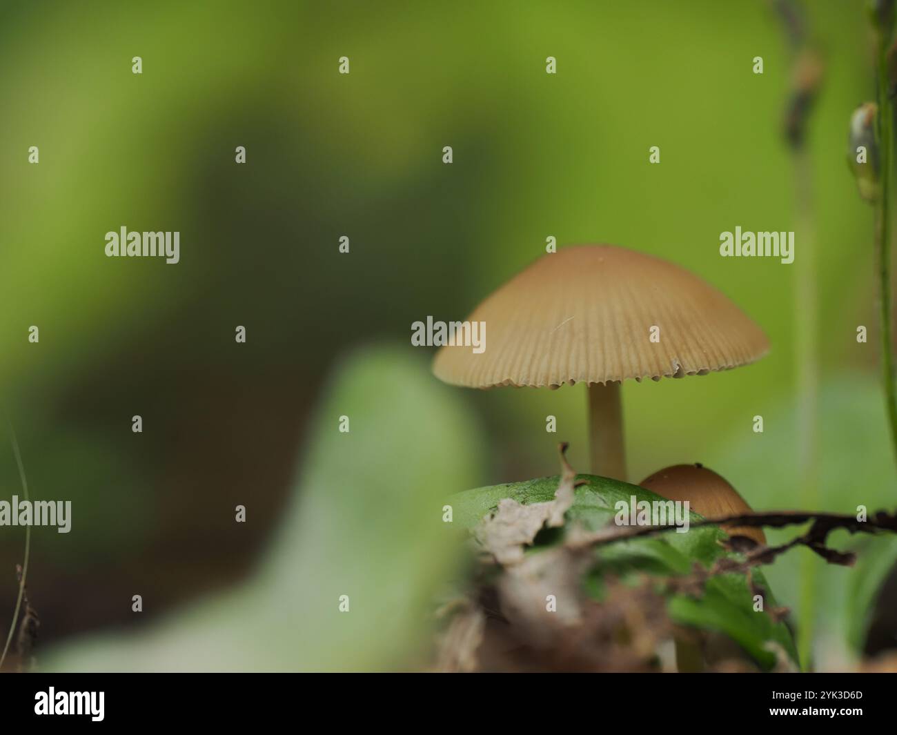 Macro shot of a mushroom with a smooth cap, standing tall amidst green foliage on the forest floor. Stock Photo