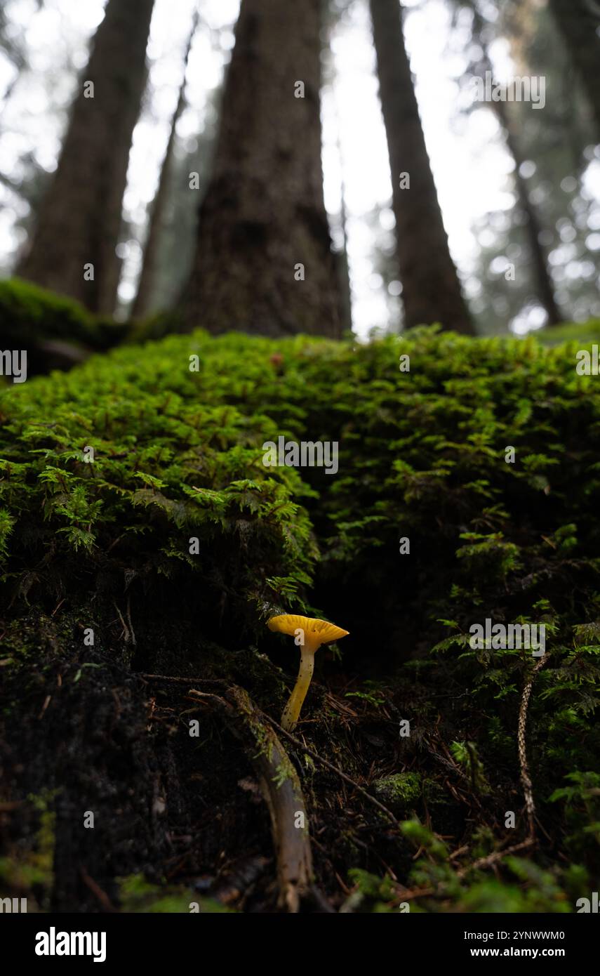 One small orange mushroom growing beneath tall trees in an Italian Dolomite forest Stock Photo