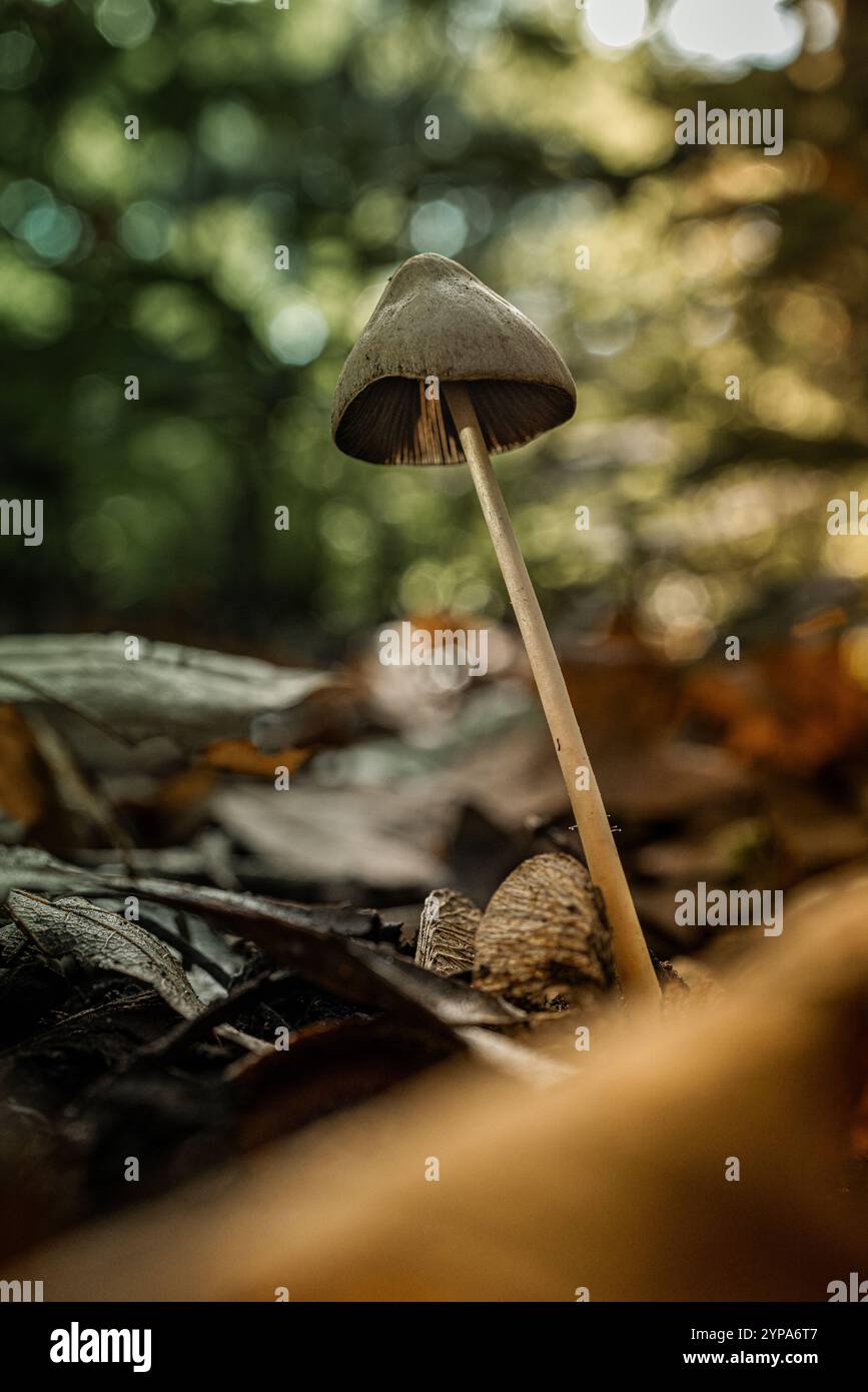 Tall Mushroom Standing Among Autumn Forest Debris Stock Photo