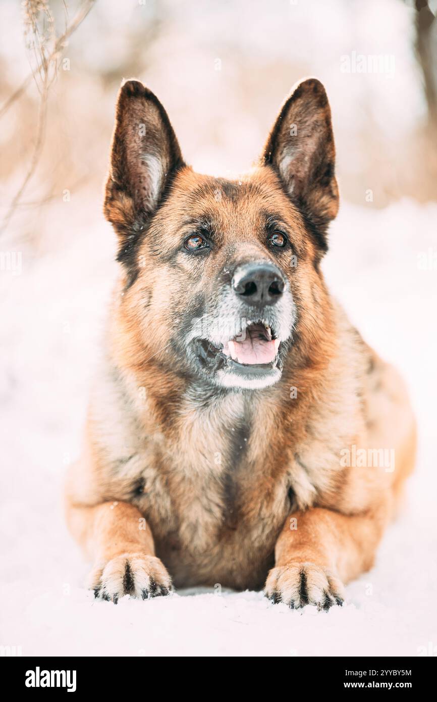 Funny Curious Young Shetland Sheepdog, Sheltie, Collie And German Shepherd Dog Resting In Snowy Winter Forest After Leisure Game. Alsatian Wolf Dog Stock Photo