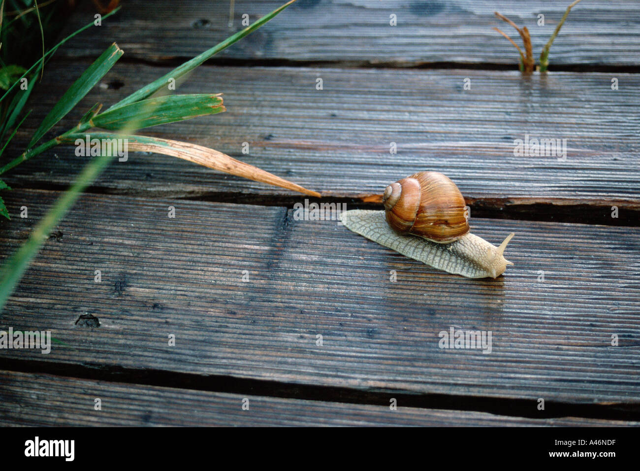 Snail on wooden deck Stock Photo