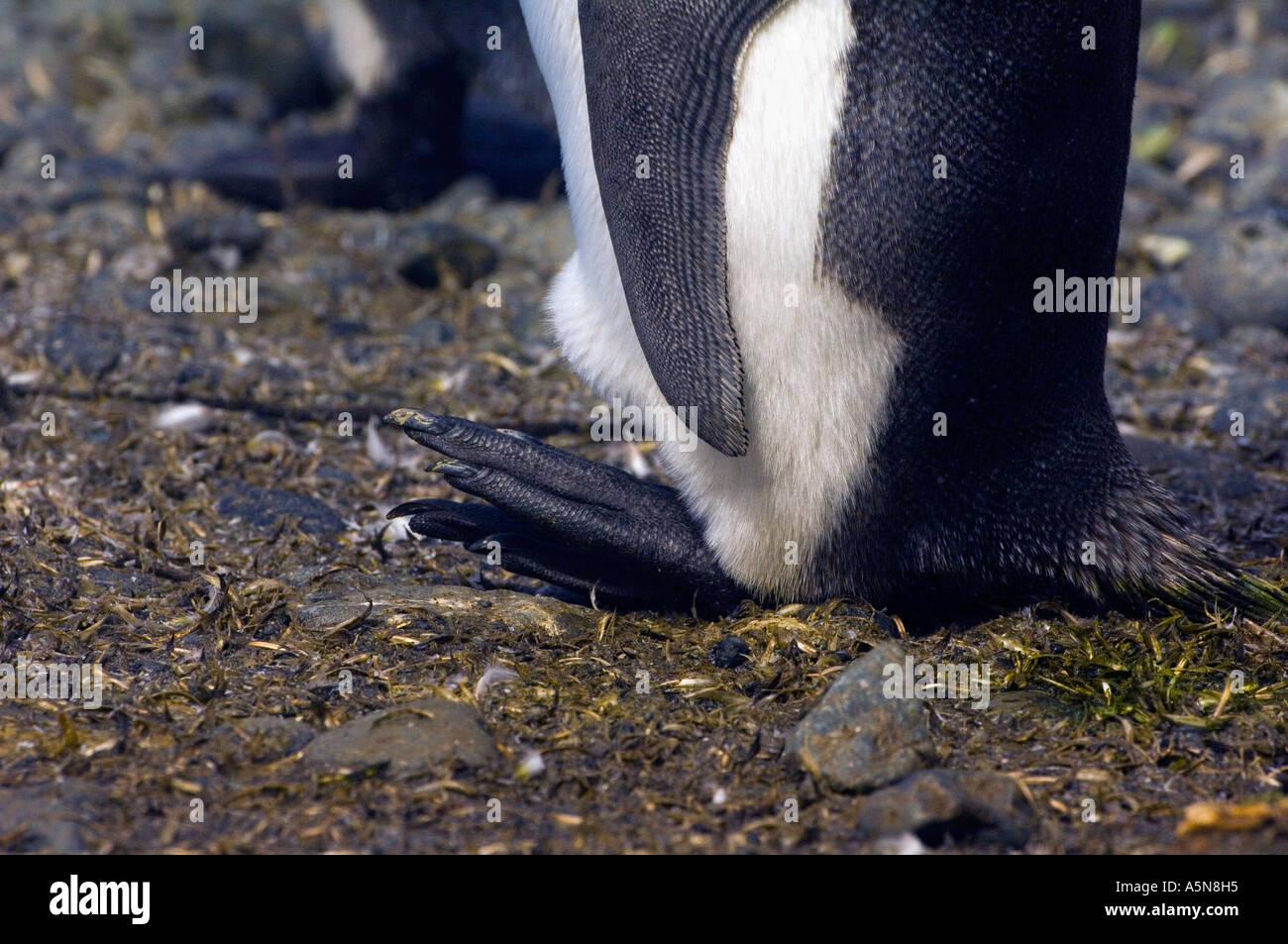 King Penguin  Macquarie Island Stock Photo