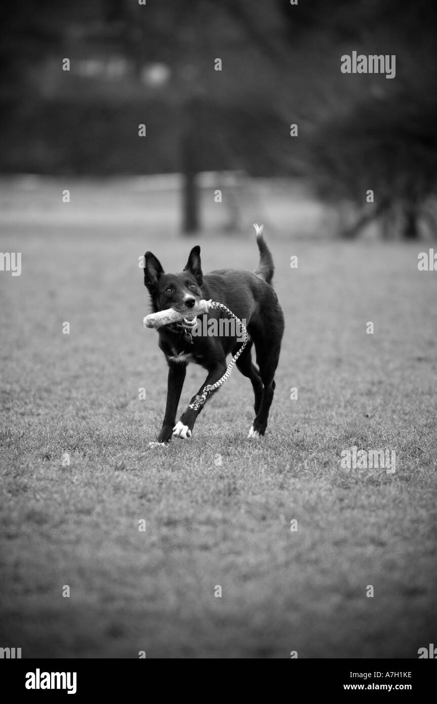 Black dog playing with toy in a park Stock Photo