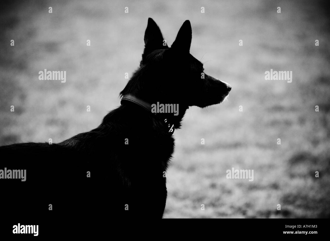 Silhouette of black dog guarding Stock Photo