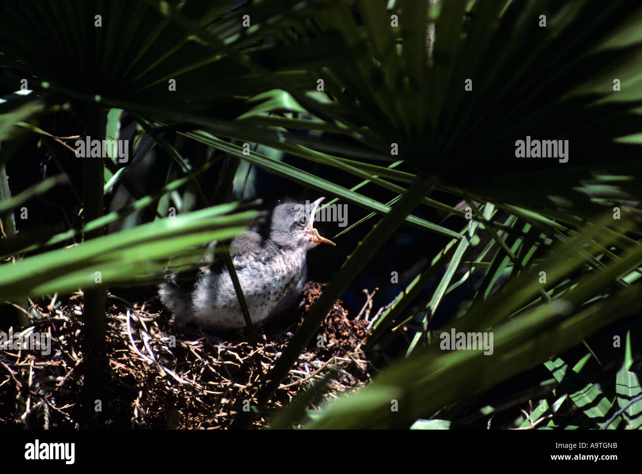 Baby Mockingbird in nest Stock Photo