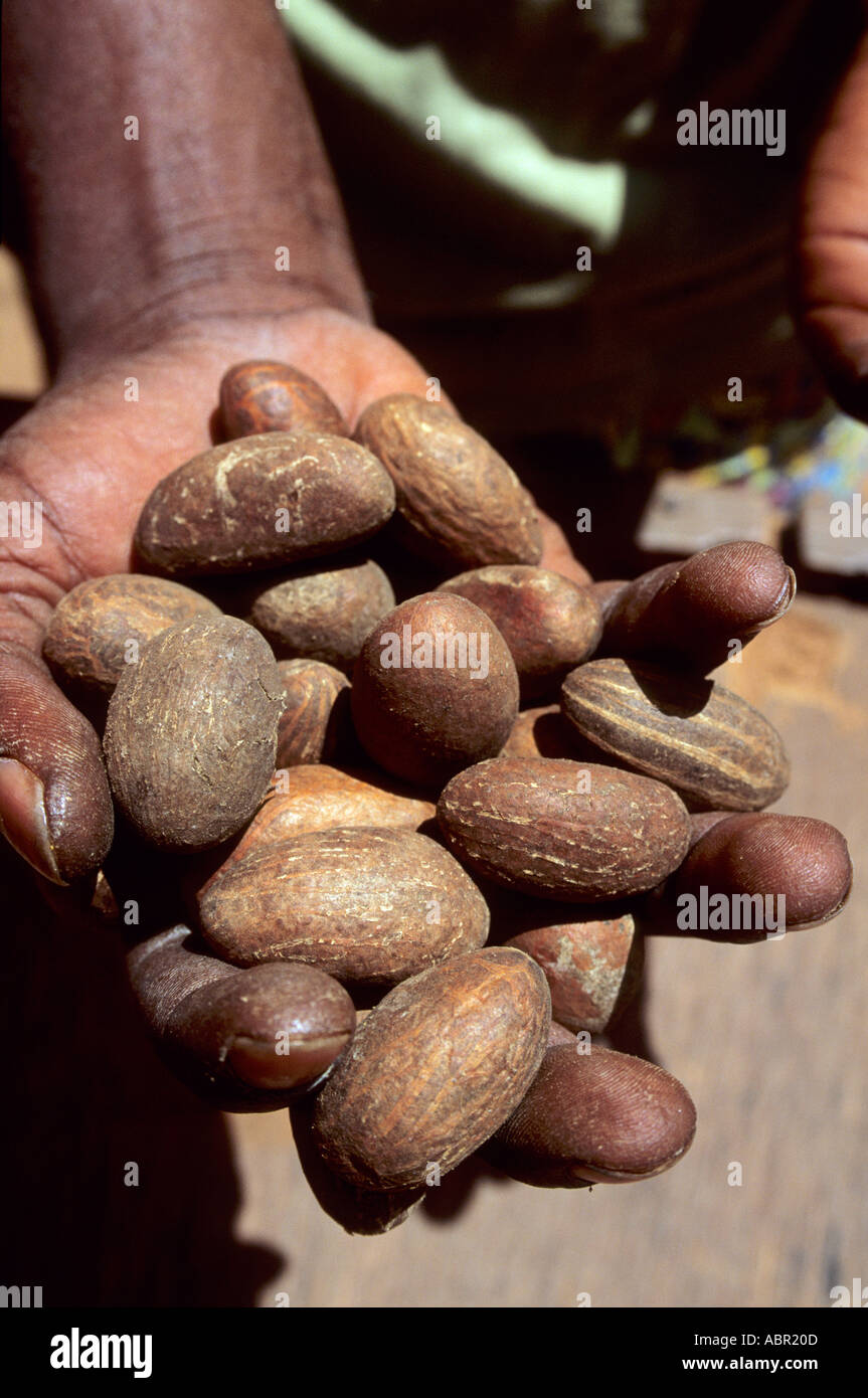 Banjul, The Gambia. Bitter Kola nuts; medicinal properties against stomach infections. Stock Photo