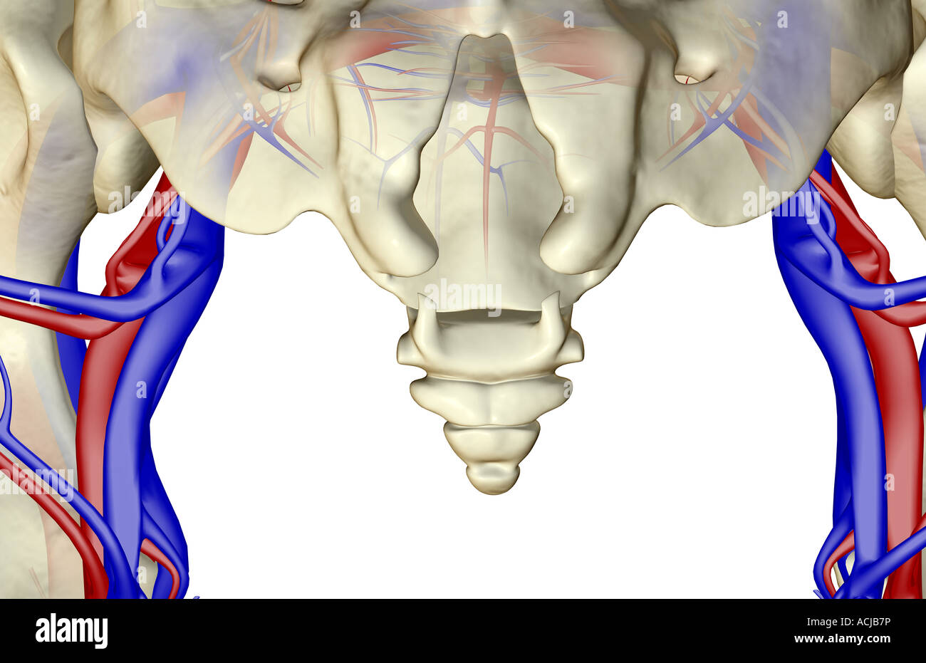 The blood vessels of the pelvis Stock Photo