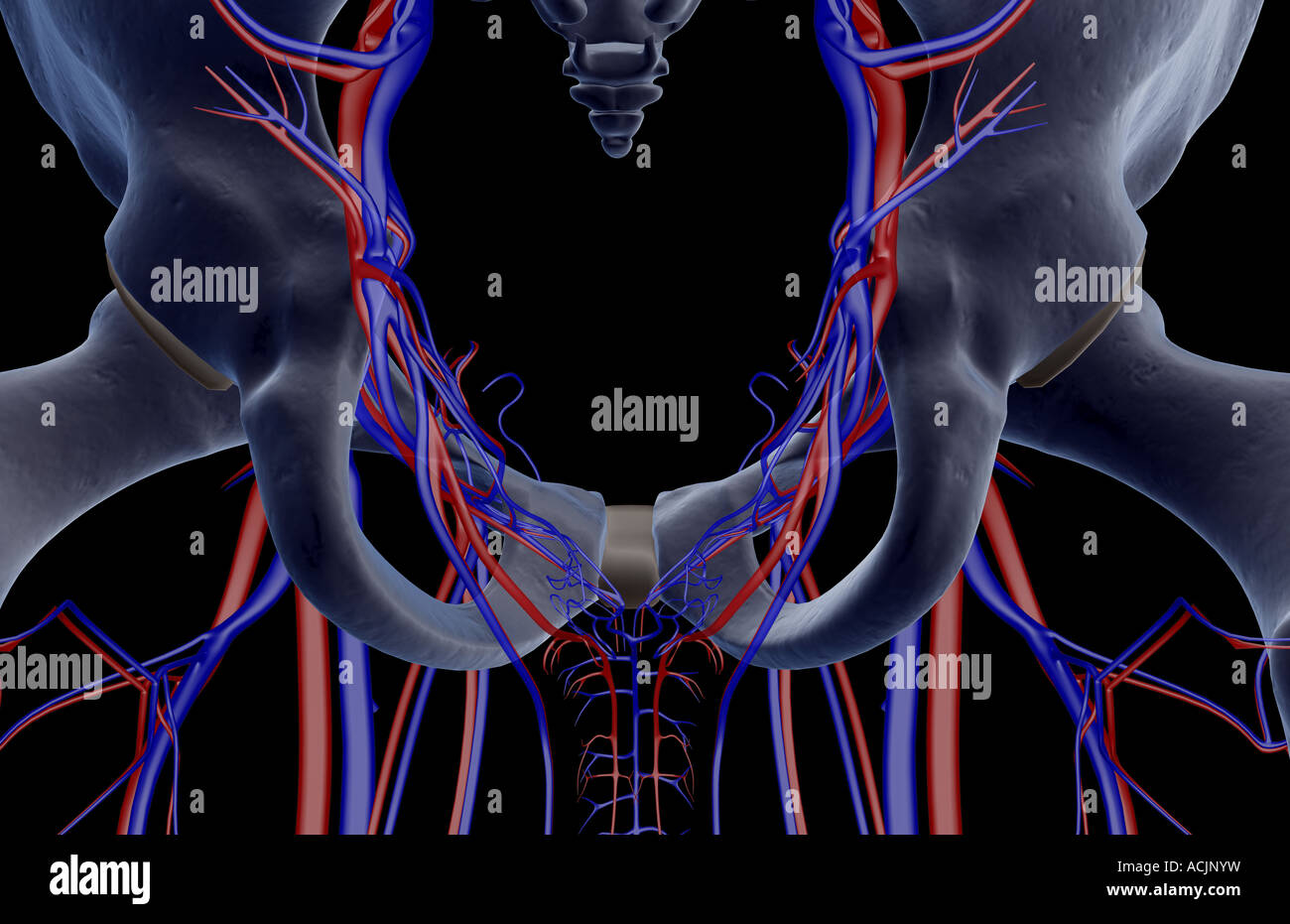 The blood vessels of the pelvis Stock Photo