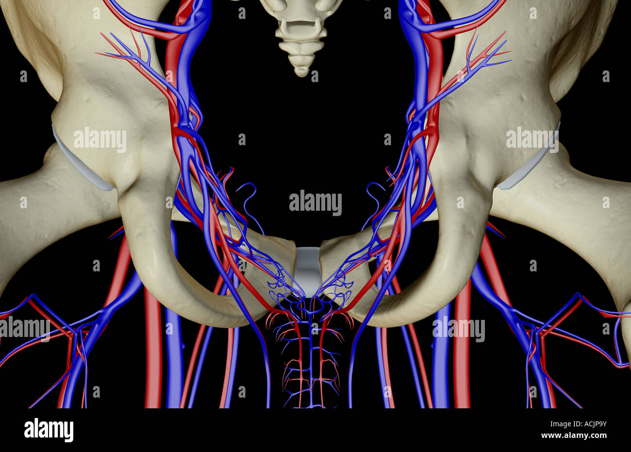 The blood vessels of the pelvis Stock Photo