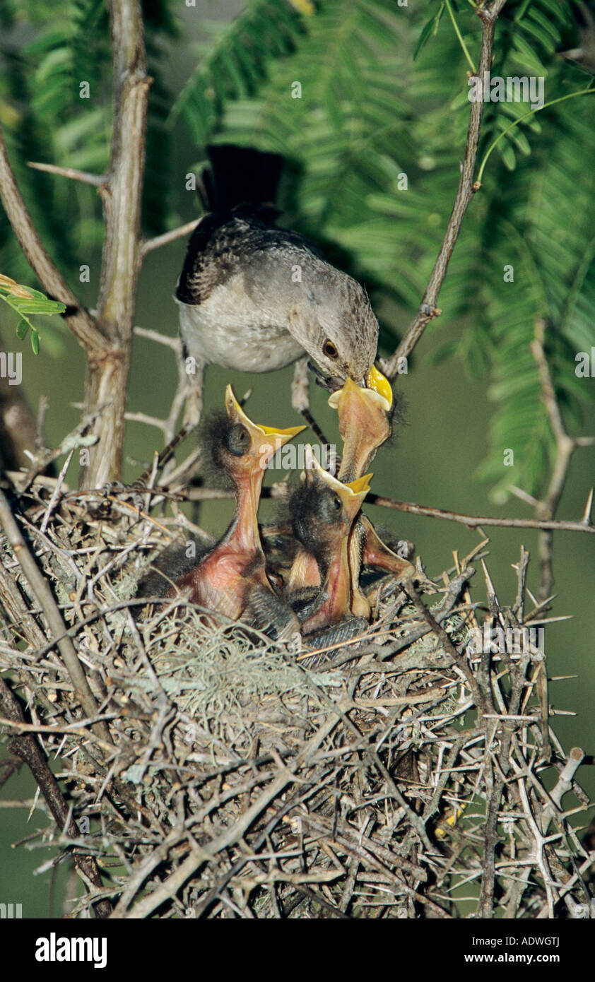 Northern Mockingbird Mimus polyglottos adult at nest feeding young Welder Wildlife Refuge Sinton Texas USA June 2005 Stock Photo