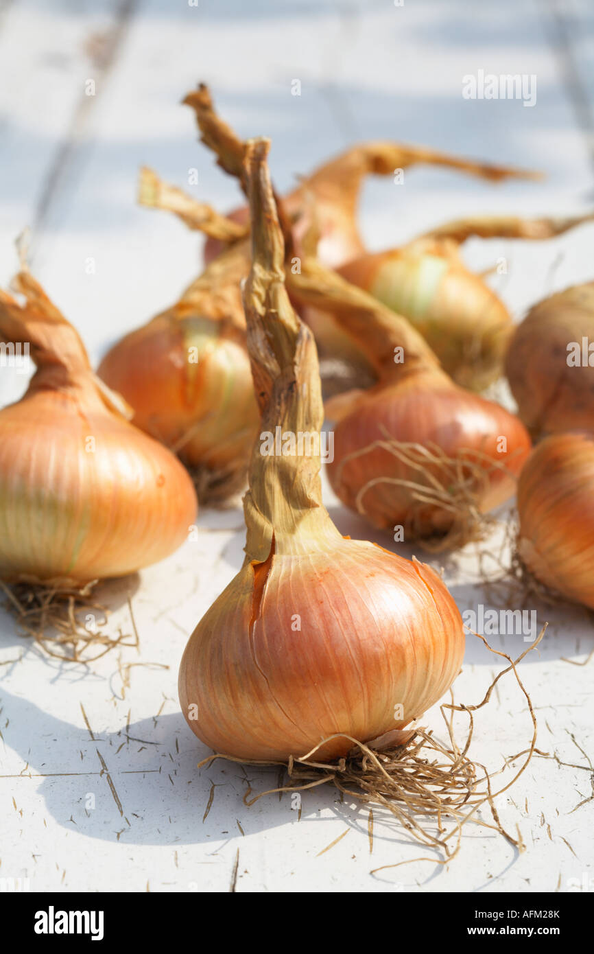 Onions Onion Stuttgarter variety flat onion Stock Photo