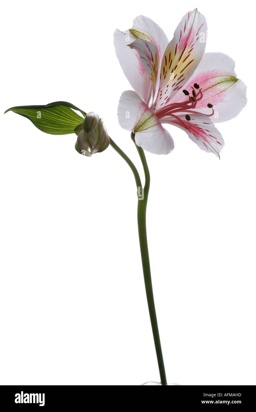 TIGER LILY Stock Photo