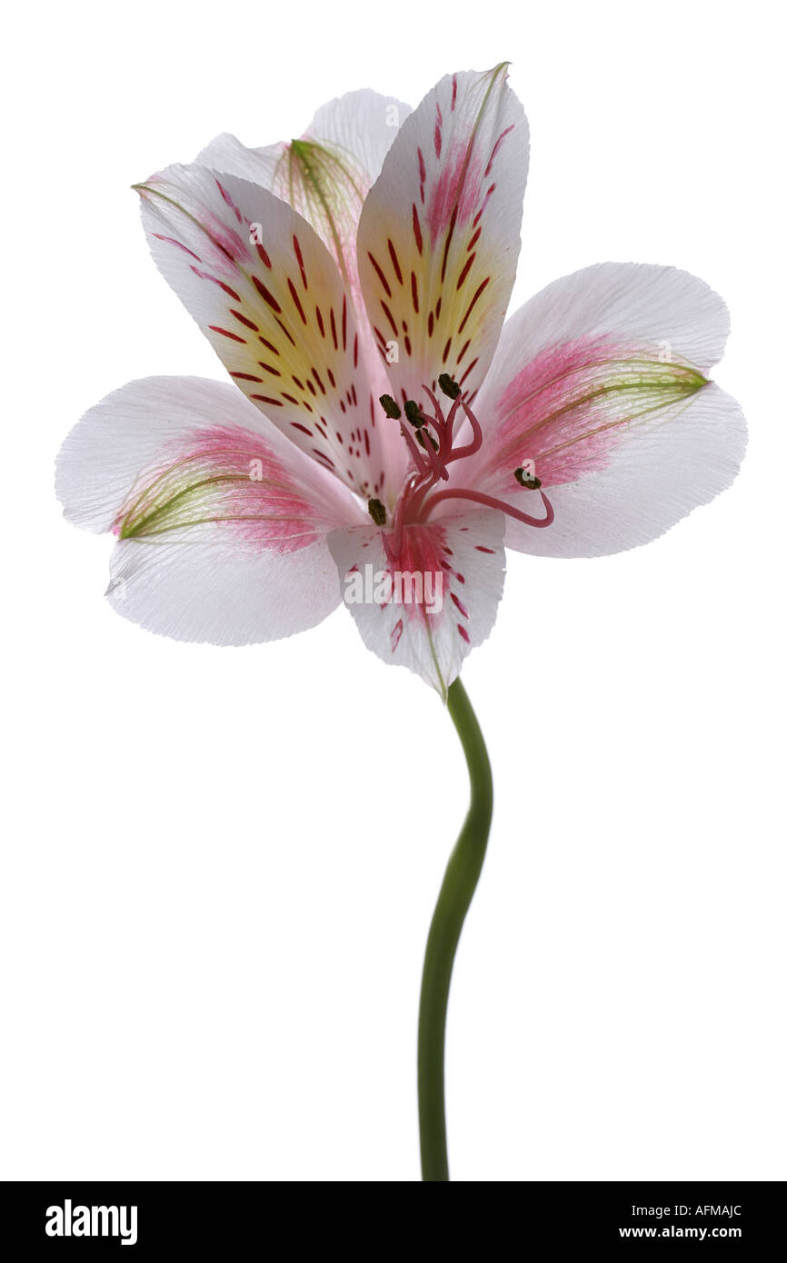 TIGER LILY Stock Photo