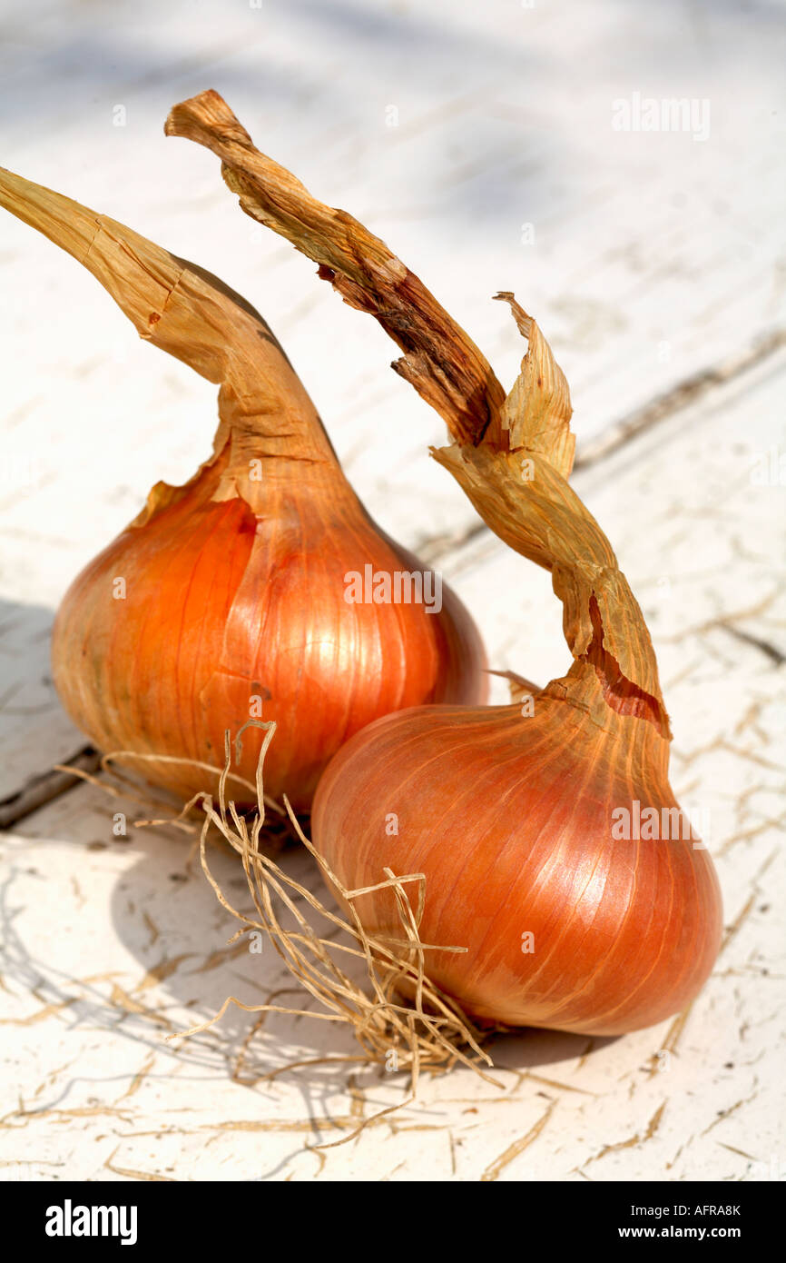 Two Onions Onion Stuttgarter variety flat onion Stock Photo