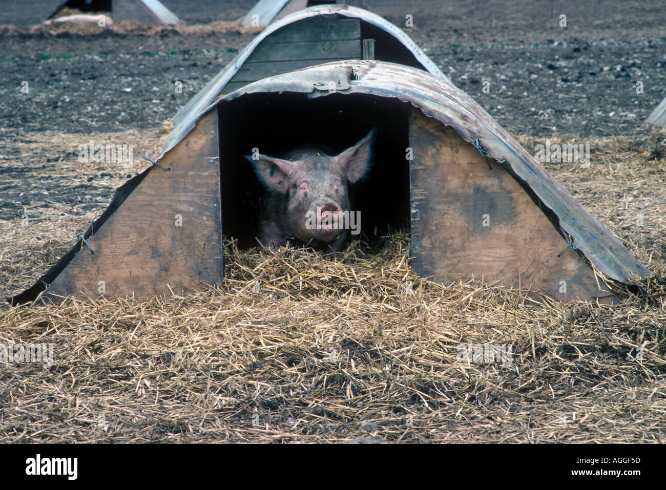 pig in sty with straw Stock Photo