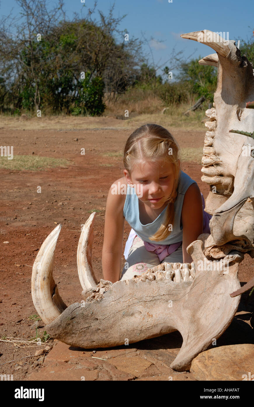 Young white girl looking at the teeth inside the gaping jaw of a hippo skeleton Masai Mara National Reserve Kenya East Africa Stock Photo